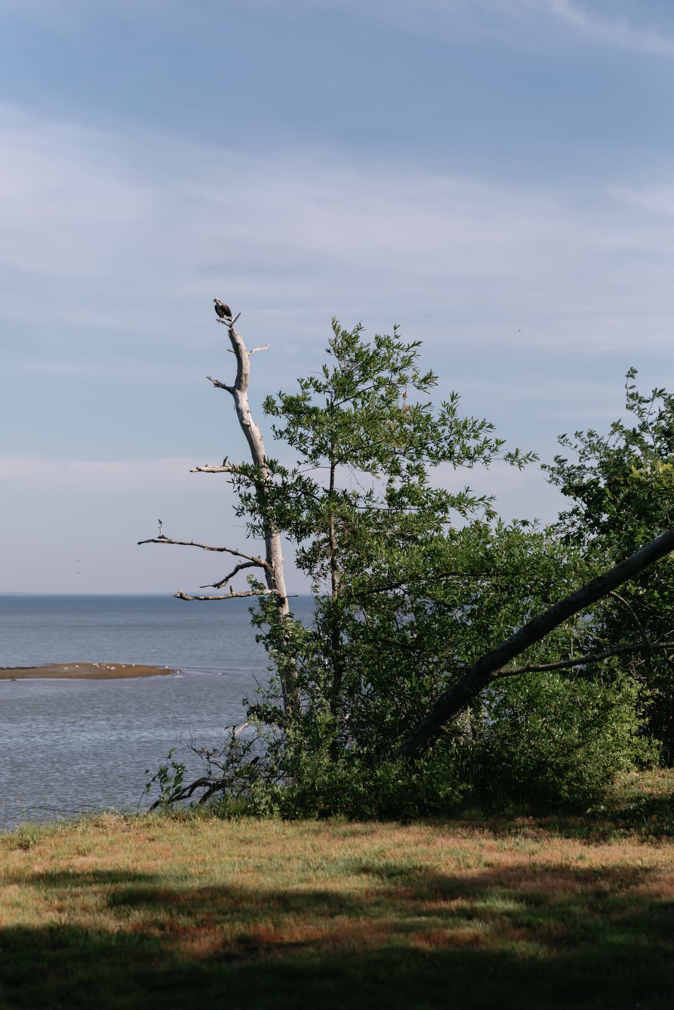 An osprey perched in a creekside tree above Hull Creek.